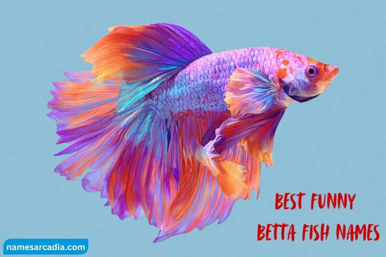 best funny betta fish names