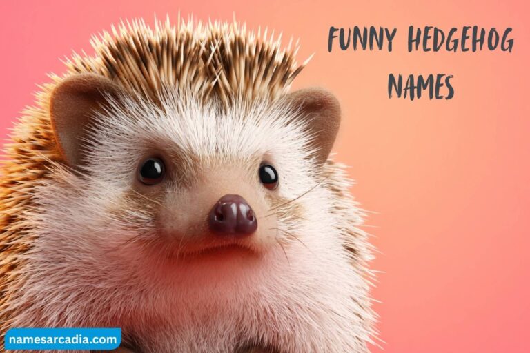 funny hedgehog names