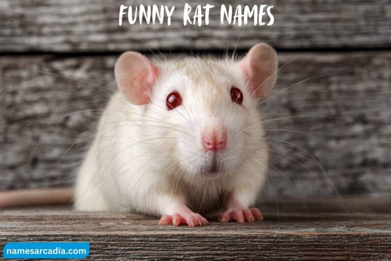 funny rat names