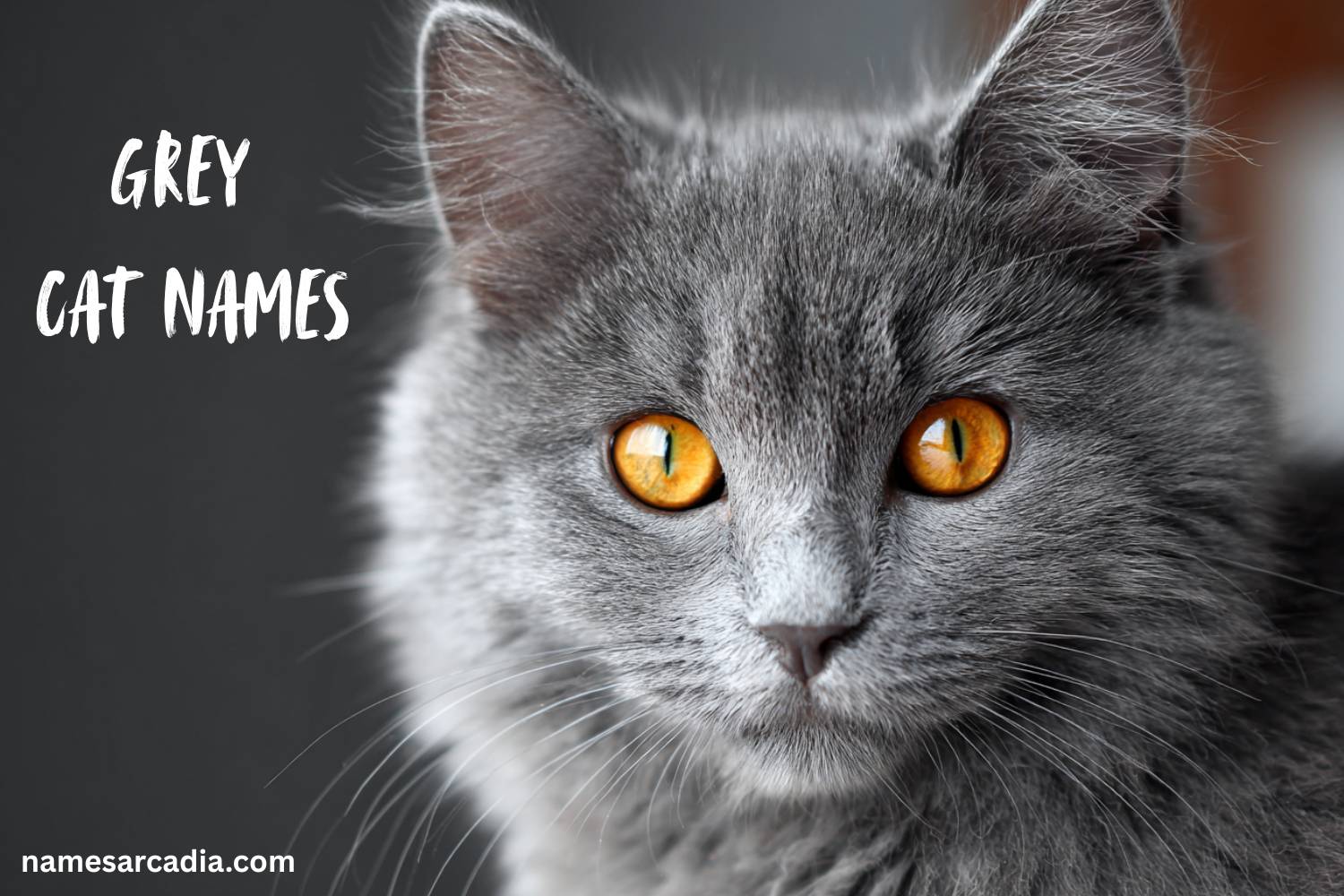 grey cat names