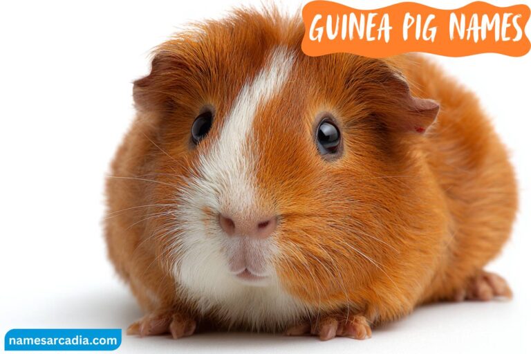 guinea pig names