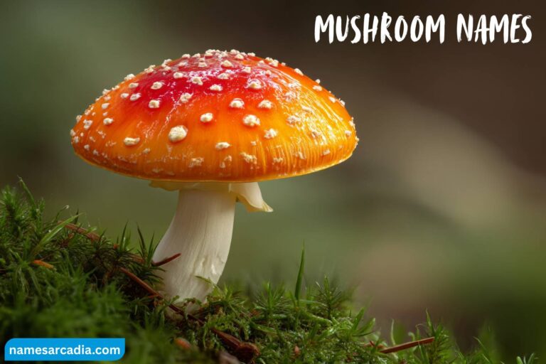 mushroom names